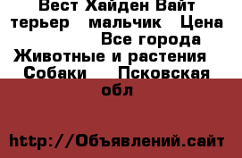 Вест Хайден Вайт терьер - мальчик › Цена ­ 35 000 - Все города Животные и растения » Собаки   . Псковская обл.